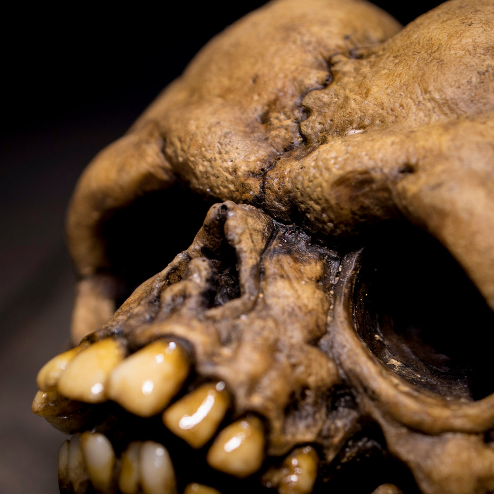 Butthead Skull – The Monster Sandbox