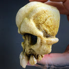 Rotten Tail Skull